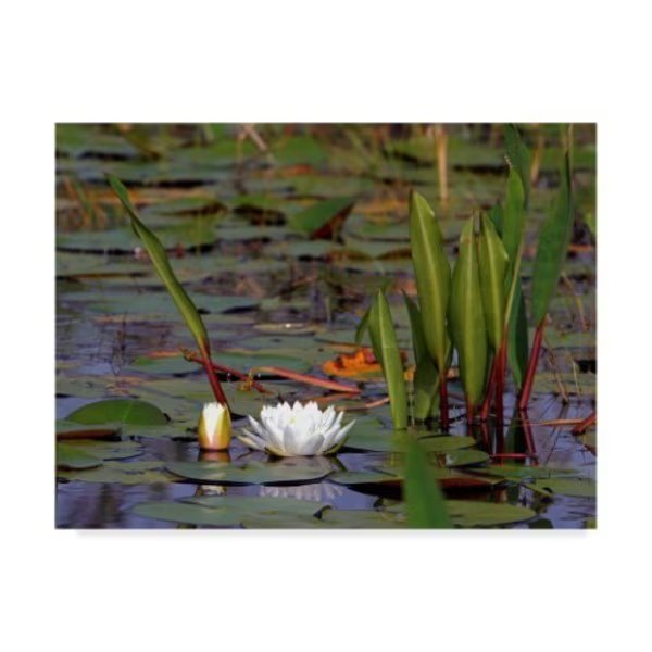J.D. Mcfarlan 'Water Lily Float' Canvas Art, 35x47, Trademark Fine Art, Mfr#: ALI36763-C3547GG